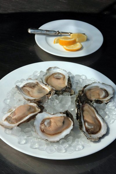 Oysters